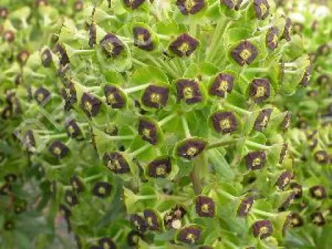 Euphorbia characias 'Black Pearl'