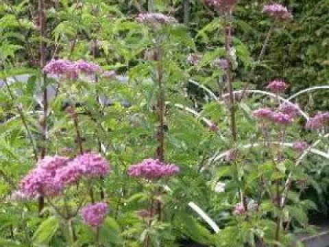 Eupatorium cannabinum 'Plenum'