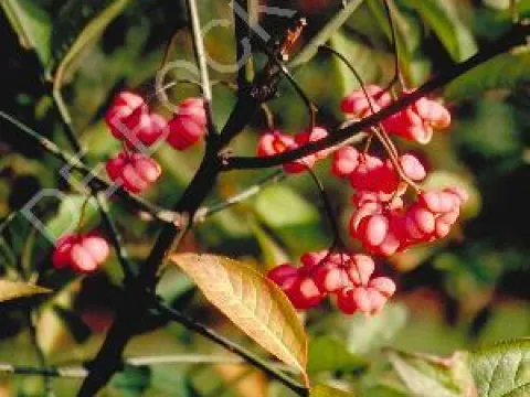 Euonymus europaeus