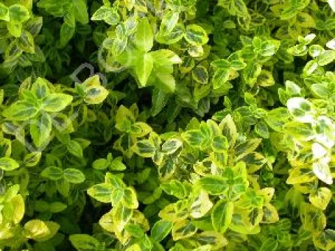 Euonymus fortunei 'Emerald 'n' Gold'