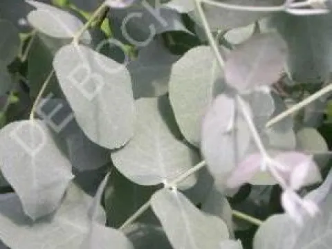 Eucalyptus gunnii