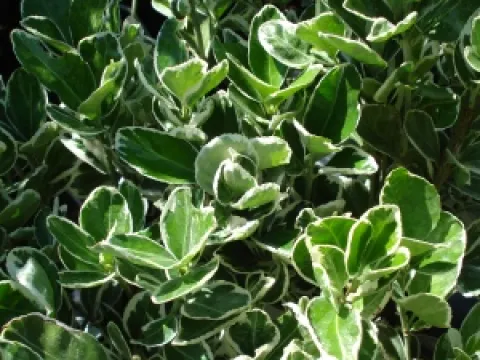 Euonymus japonicus 'Kathy'