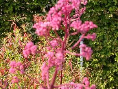 Eupatorium maculatum 'Riesenschirm'