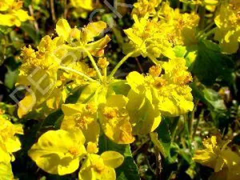 Euphorbia polychroma 'Purpurea'