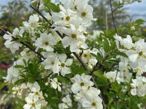 Exochorda macrantha 'The Bride'