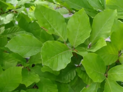 Fagus sylvatica