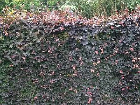 Fagus sylvatica 'Atropurpurea'