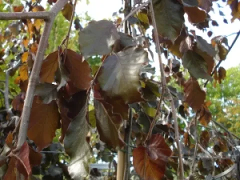 Fagus sylvatica 'Purpurea Pendula'