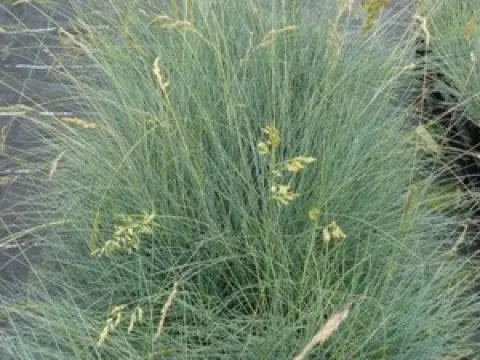 Festuca cinerea