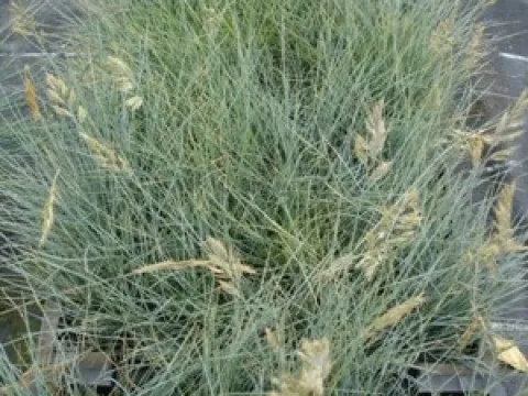 Festuca glauca 'Elijah Blue'