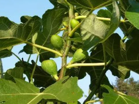 Ficus carica 'Leon De Vos'