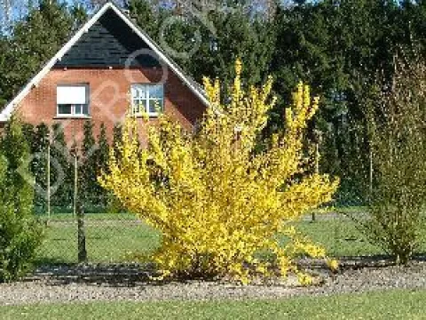 Forsythia intermedia 'Lynwood'