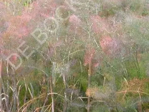 Foeniculum vulgare 'Giant Bronze'