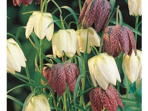 Fritillaria meleagris