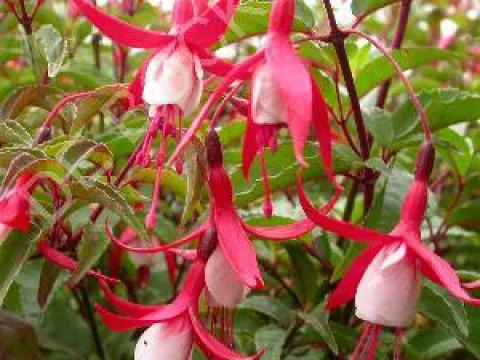 Fuchsia 'Mme Cornelissen'