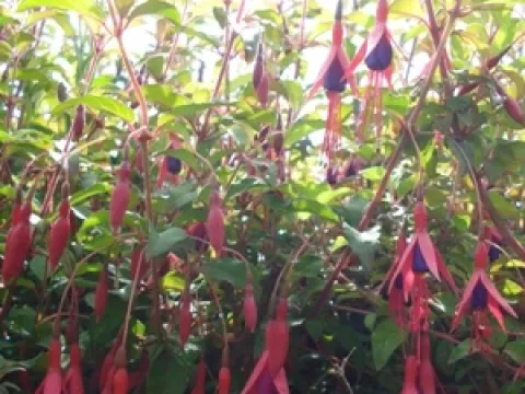 Fuchsia magellanica 'Riccartonii'