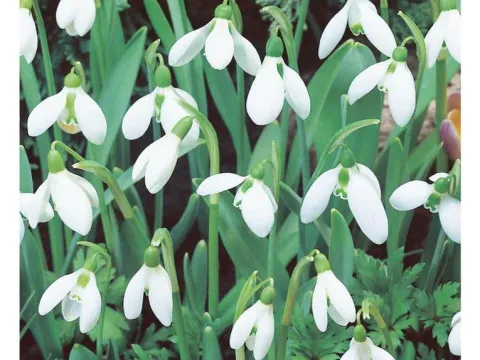 Galanthus elwessii