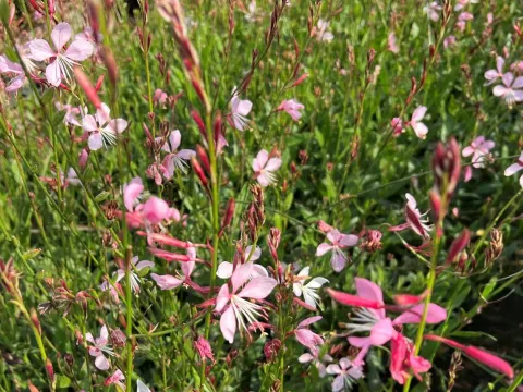 Gaura lindheimeri 'Siskiyou Pink' ®