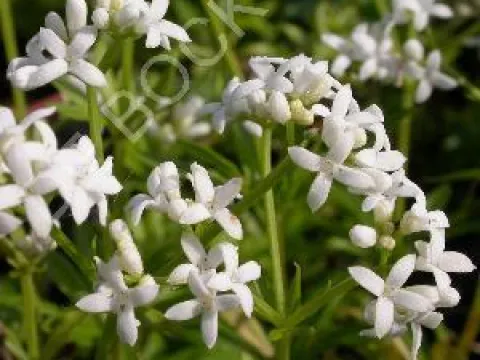 Galium odoratum