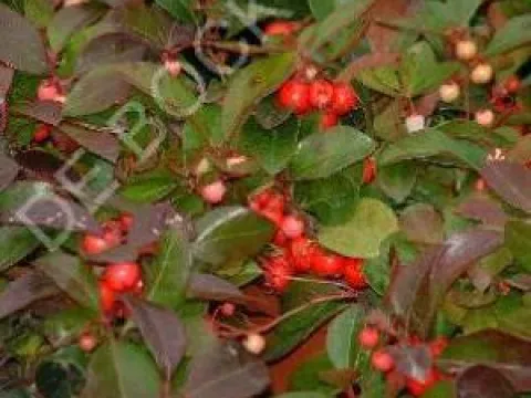 Gaultheria procumbens