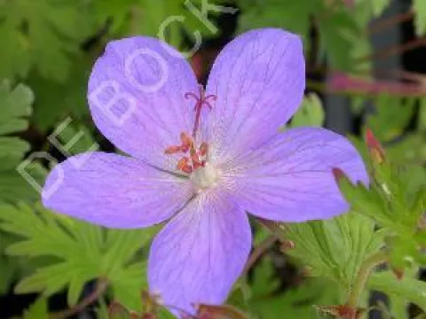 Geranium 'Johnson's Blue'
