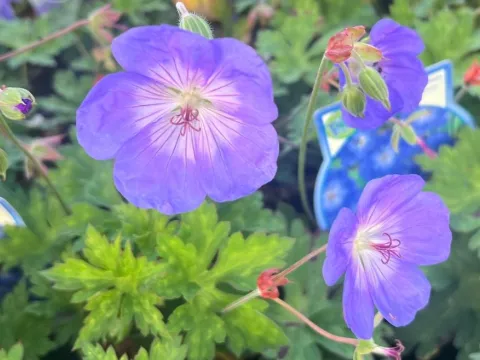 Geranium 'Rozanne'