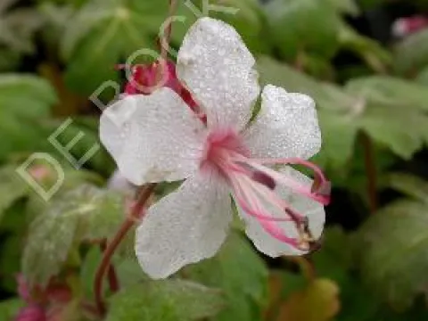 Geranium macrorrhizum 'Spessart'