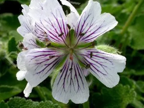 Geranium renardii