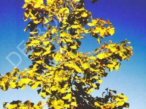 Ginkgo biloba