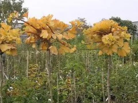 Ginkgo biloba 'Mariken'
