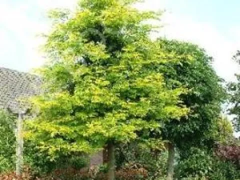 Gleditsia triacanthos 'Sunburst'