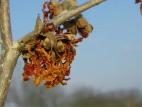 Hamamelis intermedia 'Aphrodite'
