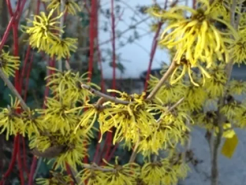 Hamamelis intermedia 'Arnold Promise'