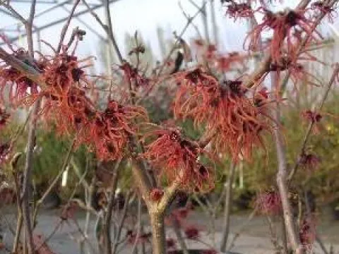 Hamamelis intermedia 'Feuerzauber'