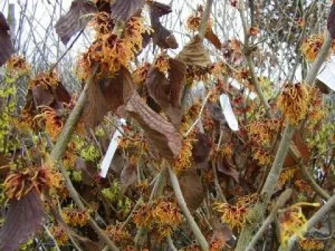 Hamamelis intermedia 'Jelena'