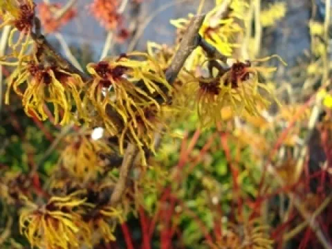 Hamamelis intermedia 'Orange Beauty'
