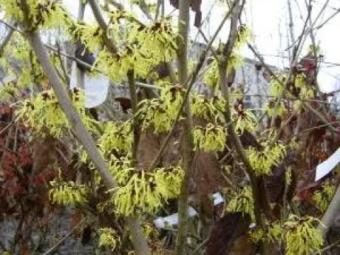 Hamamelis intermedia 'Westerstede'