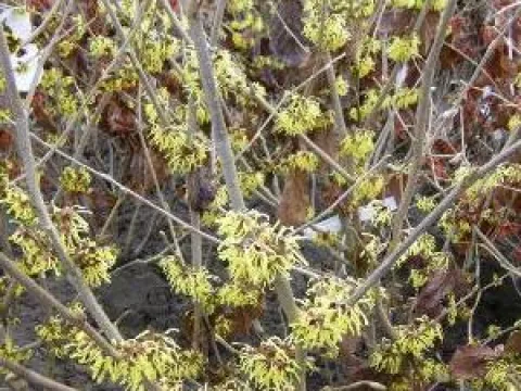 Hamamelis mollis 'Pallida'