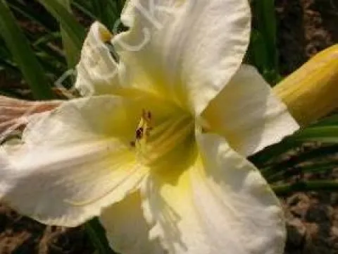 Hemerocallis 'Arctic Snow'