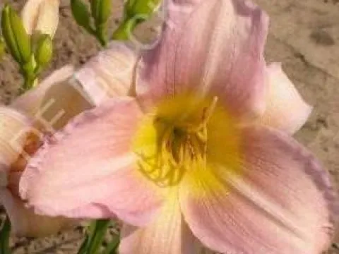 Hemerocallis 'Catherine Woodbury'