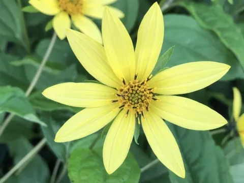 Helianthus 'Lemon Queen'