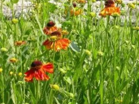 Helenium 'Moerheim Beauty'