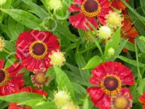 Helenium 'Rubinzwerg'