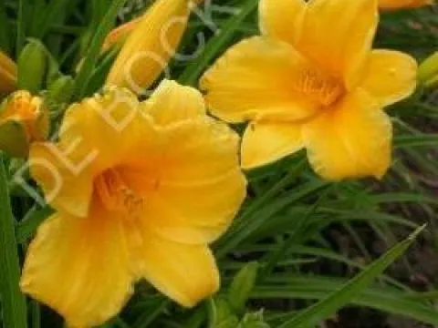 Hemerocallis 'Stella de Oro'