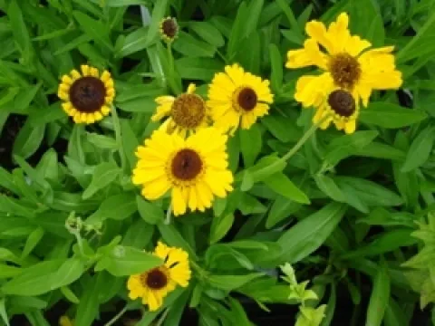 Helenium bigelovii 'The Bishop'
