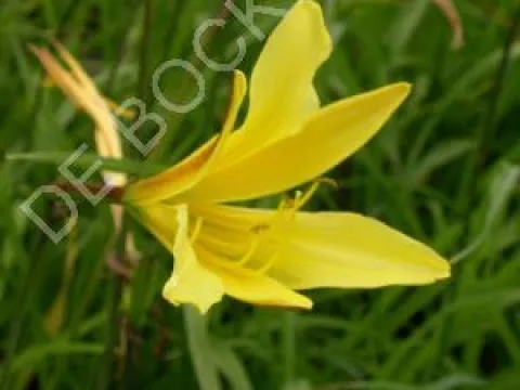 Hemerocallis citrina