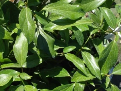 Hedera colchica 'Arborescens'