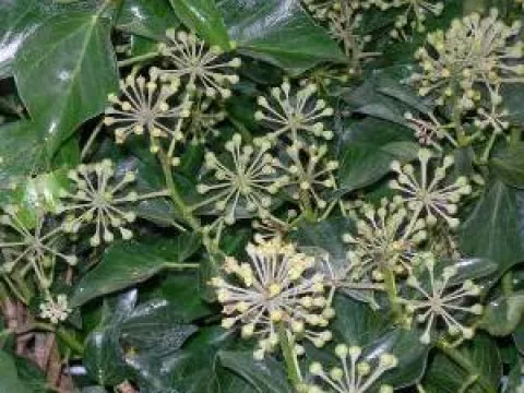 Hedera helix 'Arborescens'