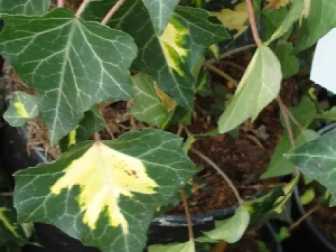 Hedera helix 'Goldheart'