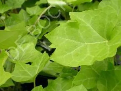 Hedera helix 'Hibernica'